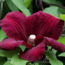 Clématite 'Rouge cardinal' / Clematis Rouge cardinal